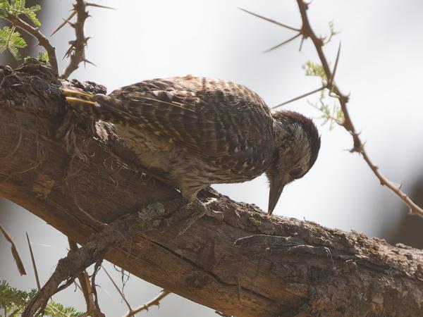 <h3><a href="/trips/tanzania/biota/animalia/chordata/aves/039 piciformes/009 picidae/dendropicos fuscescens/dendropicos fuscescens-nl.html">Dendropicos&nbsp;fuscescens</a> / Cardinal&nbsp;woodpecker / Kardinaalspecht</h3>OM-1 Mark II met OLYMPUS M.150-400mm F4.5, 1/2000 sec  bij F4.5, ISO 500, afstand 10.1&nbsp;m